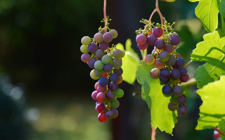 grapes-1659118_1280